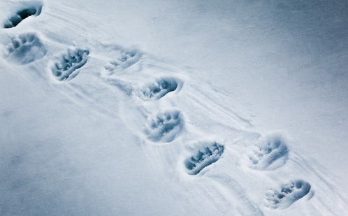 bear_footprint_on_snow.jpg
