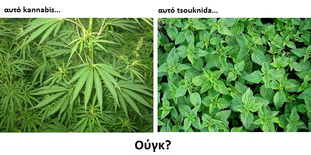 k_kannabis_tsouknida.jpg